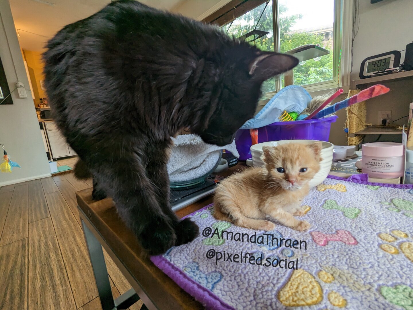 An adult black cat and two week old orange tabby kitten, both on a purple blanket on a coffee table. The adult cat is towards the left of the frame, standing with it's head bent down to sniff the kitten, which is towards the right of the frame. The kitten's body is parallel to the camera, whit it's head turned and looking at the camera while wearing a "milk mustache".