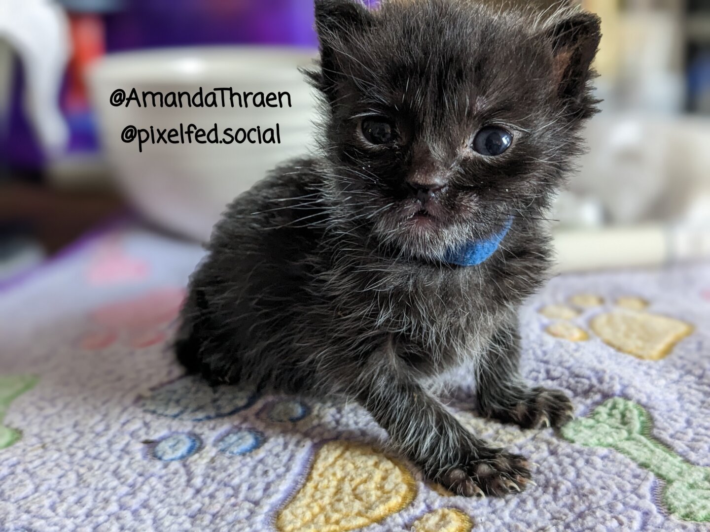 A two week old kitten positioned midway between lying down and sitting upright. The fur on its face is mostly black. On the rest of it's body, there are many longer white hairs mixed in with shorter black hairs, giving it a greyer appearance. The kitten's mouth is very slightly open, and it is looking at the camera with big eyes. The kitten is sitting on a multicolor blanket, and the background is out of focus, but appears lit by daylight.