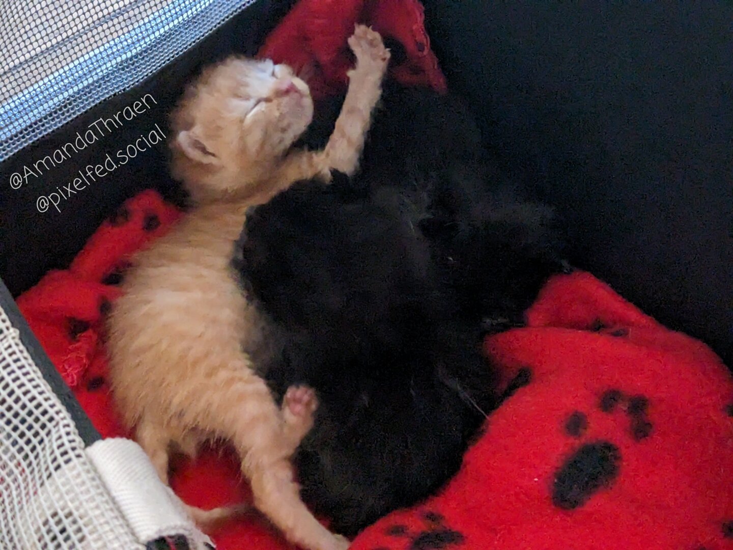 Three two week old kittens napping cuddled up together. They are lying on a red blanket in a dark sided carrier. Two of the kittens are black and look like furry blobs. The third kitten is an orange tabby and is positioned with one front leg and one rear leg outstretched. The orange tabby's face is visible, with both eyes closed.