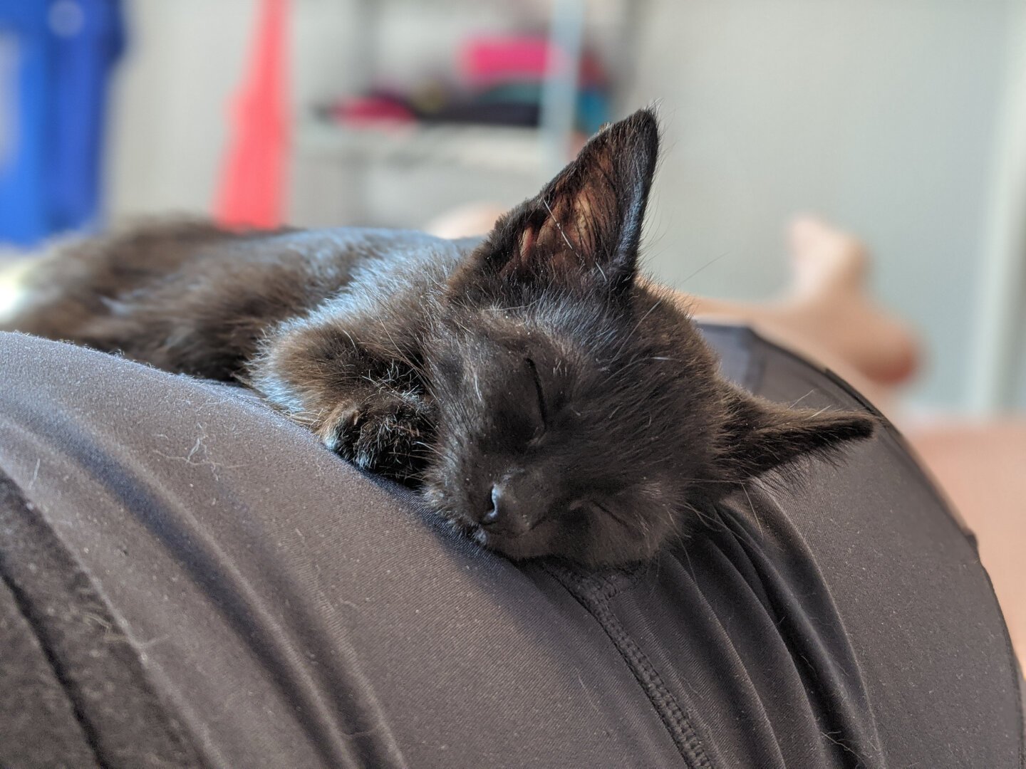 A black kitten napping with its eyes fully closed on the lap of a person lying down.