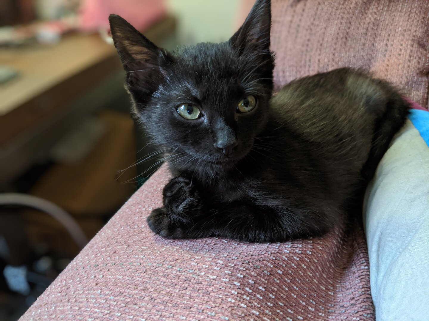 A black kitten lying on the arm of a couch, with its paws slightly crossed one over the other. The kitten is alert with its head up, eyes looking a bit to the right of the camera.