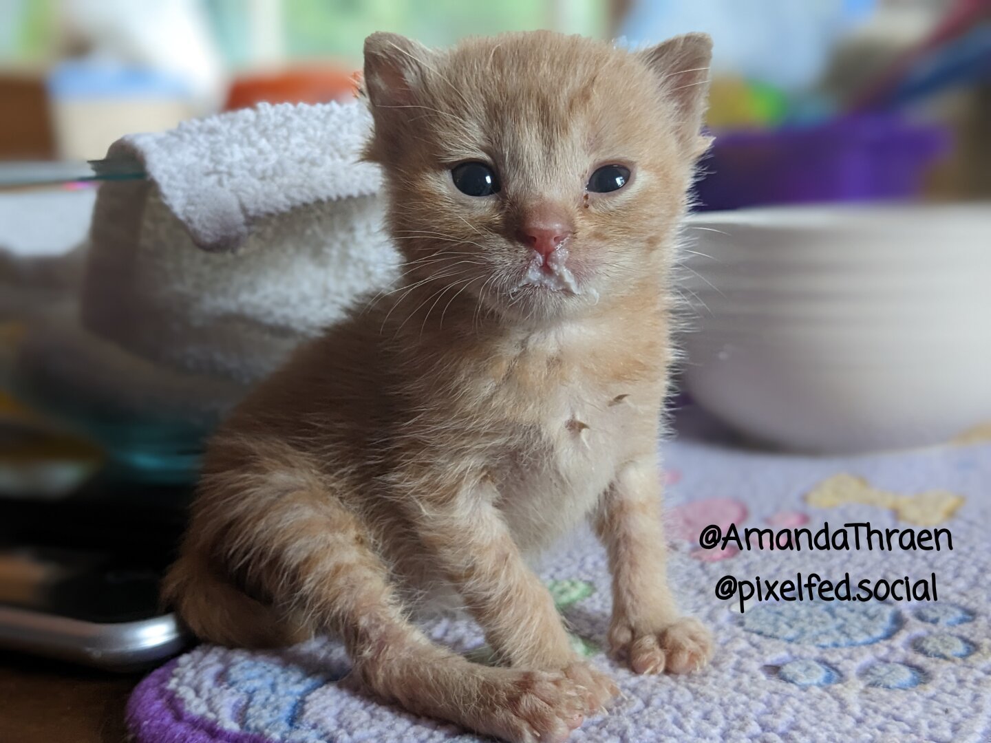 A two week old orange tabby kitten sitting upright with a "milk mustache". The kitten's eyes are open and looking at the camera. The background is out of focus, but appears lit by daylight.