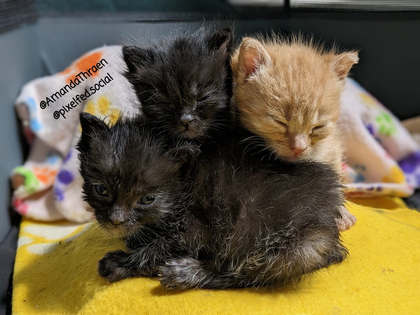 Three two week old kittens huddled closely together. Closest to the camera is a black kitten, lying in a "loaf" position with it's body parallel to the camera and it's head turned towards the camera, eyes open but looking below the camera. The other two kittens, one black and one orange, are sitting behind the first kitten. They appear to be sitting upright with their heads resting on the back of the one lying down, and their eyes are closed. The kittens are sitting on a bright yellow blanket. The background is out of focus, but there's a blanket that is white with multi color paw prints behind the kittens.