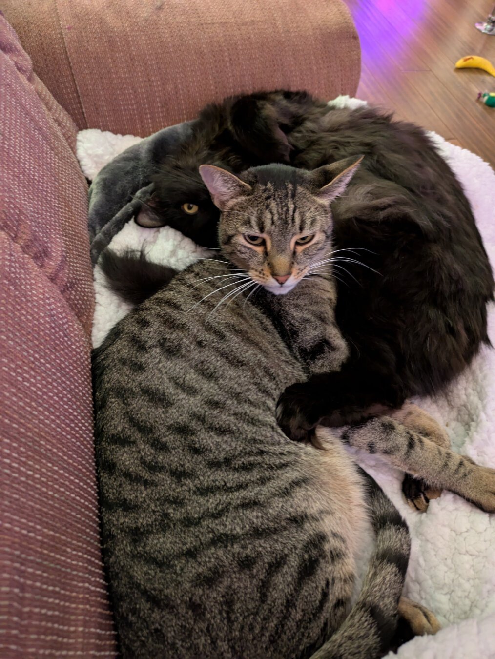 Two cats lying on a white sherpa blanket on a couch, slightly cuddling. Furthest from the camera is a long haired black cat, rolled over with his belly partially exposed and his head appears upside down with just one eye visible. A brown tabby lies in front of him, with his head near the belly of the other cat. The tabby is currently holding his head up, looking off somewhere below the camera.