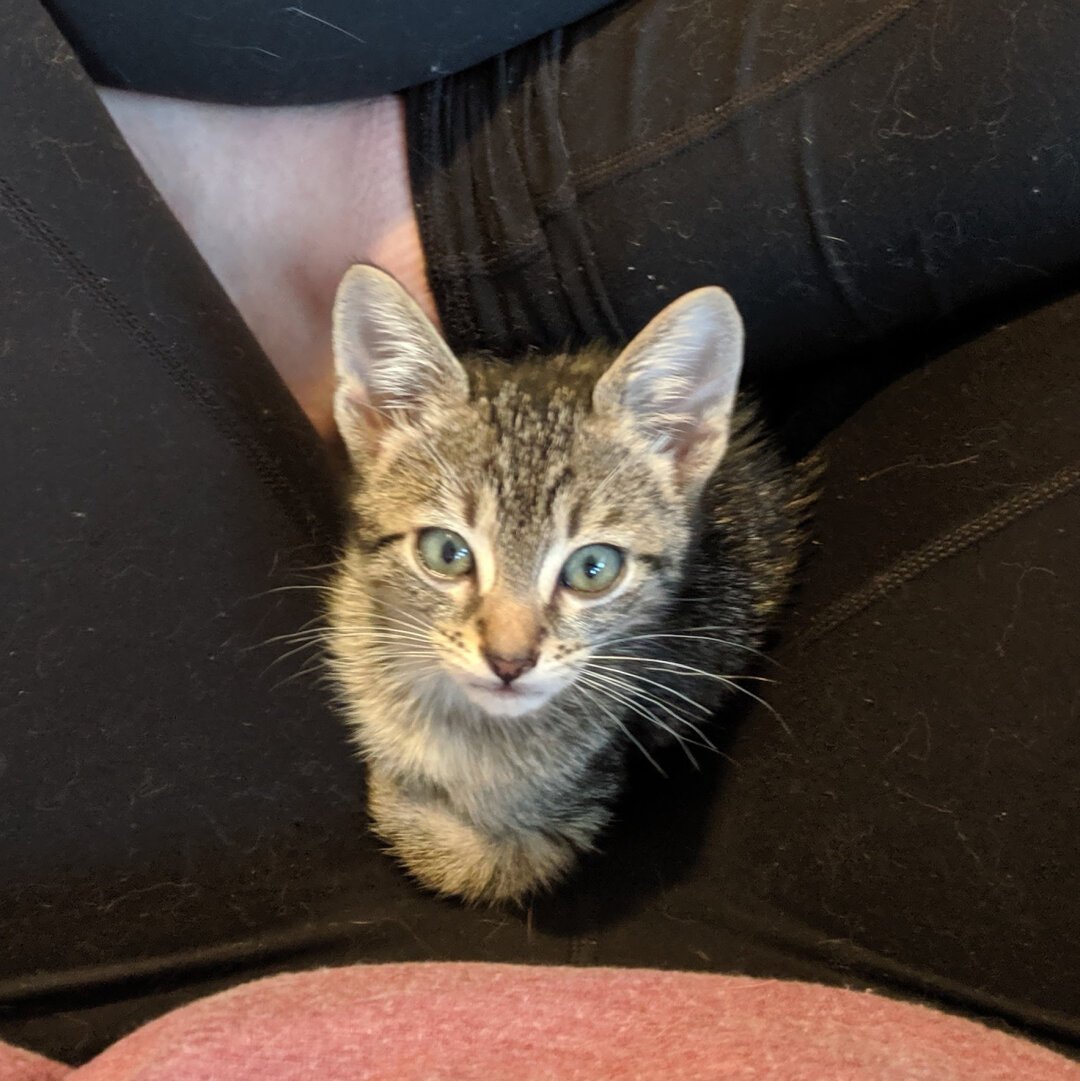 A brown tabby kitten photographed head on and looking directly at the camera while sitting in a person's lap. The person is wearing black leggings and the photo is tightly cropped.