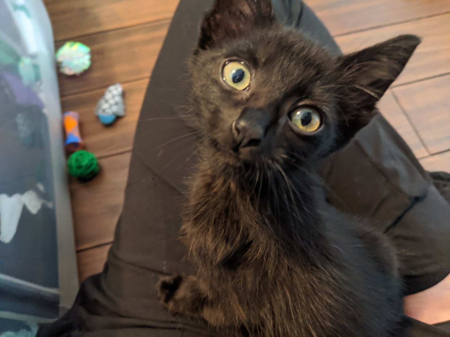 A black kitten sitting upright and alert on a person's lap. The kitten's head is turned slightly to look at the camera and there are a few cat toys visible in the background.