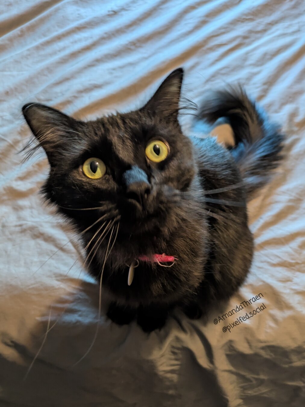 A long haired black cat sitting on a grey blanket. The camera is above the cat, angled down, and the cat is looking up with big eyes, just off camera, likely at the photographer.