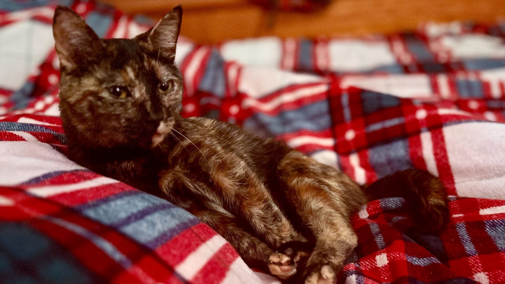 Gracie, a tortoiseshell cat with Cerebellar Hypoplasia, lounging as if on a chaise longue, on a Scotch-patterned quilt.