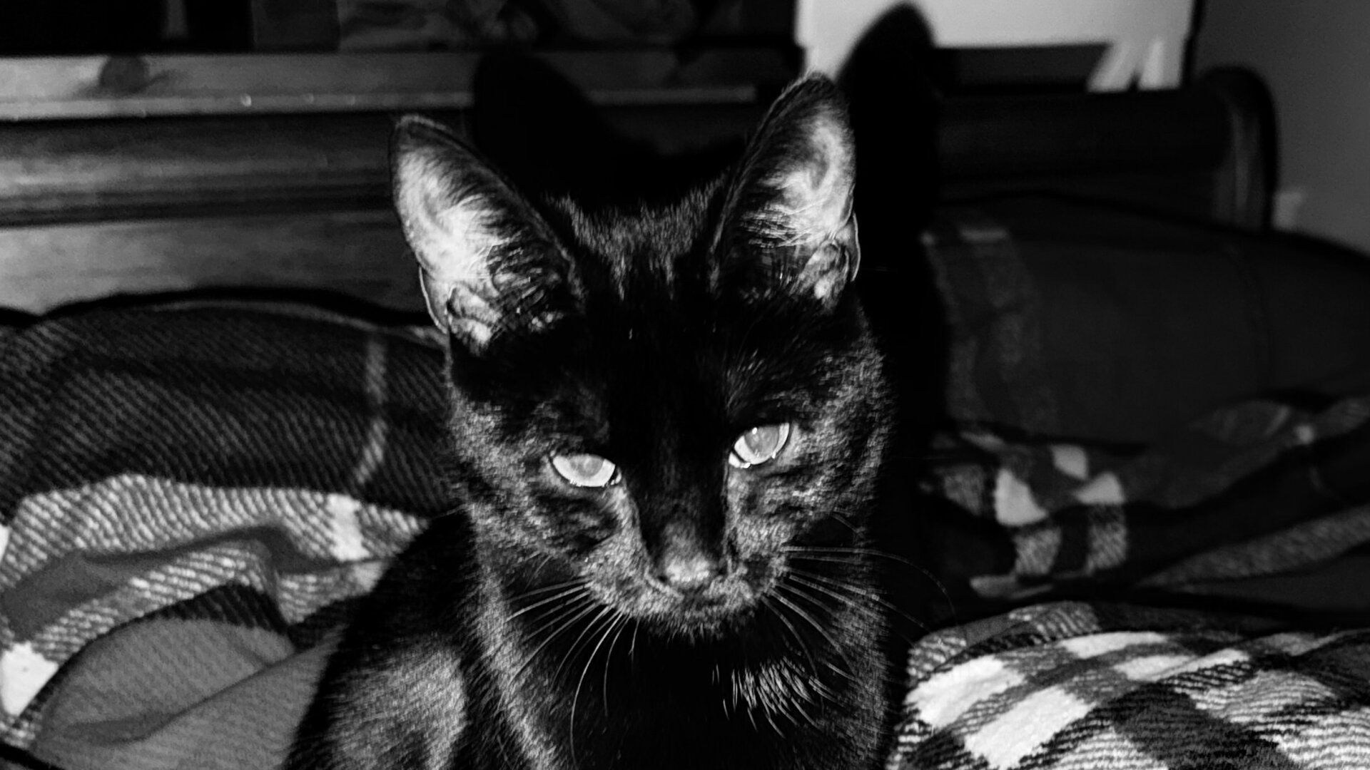 Matilda, a black cat in a black and white photo.