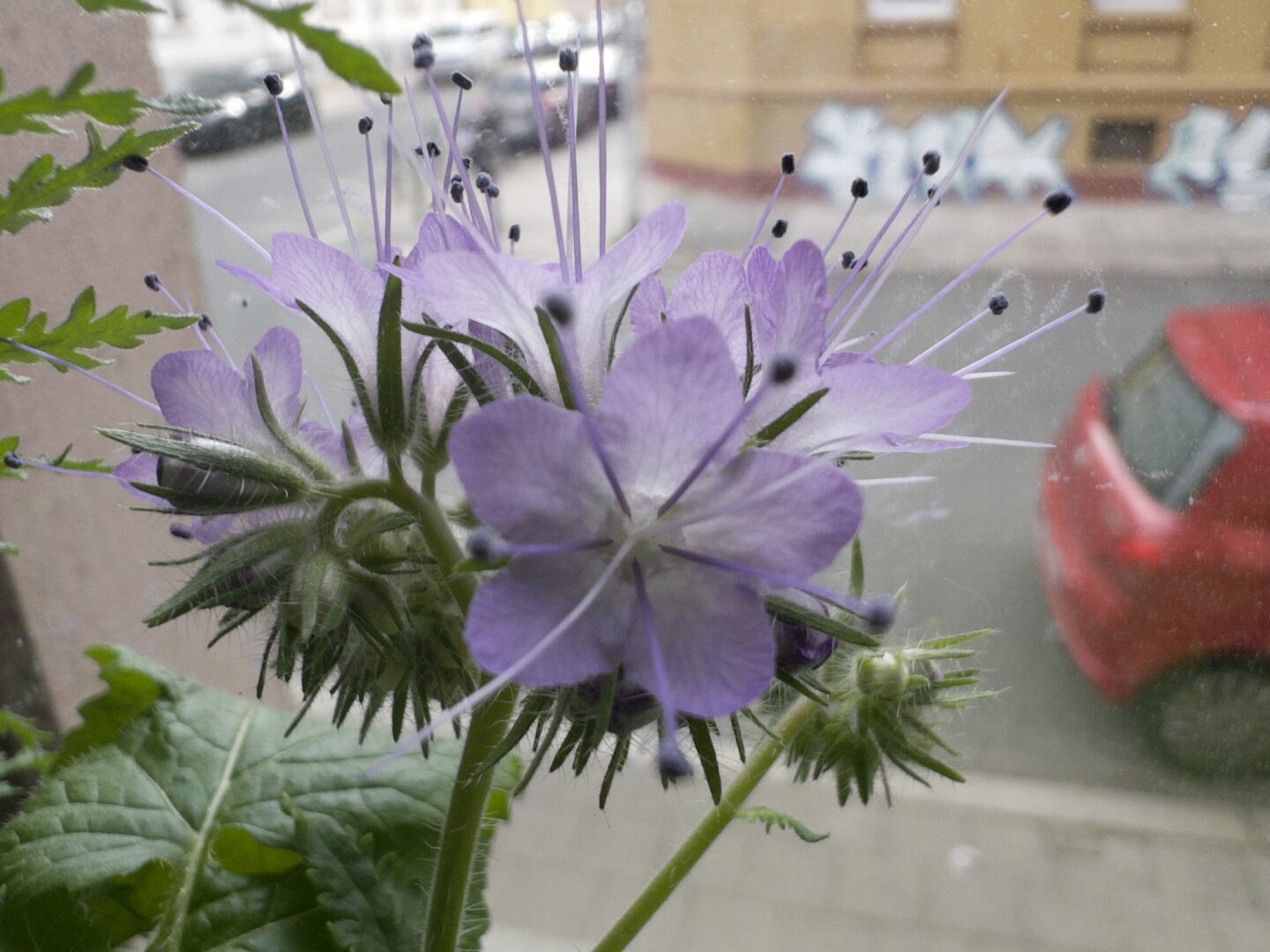Close photo of purple flowers