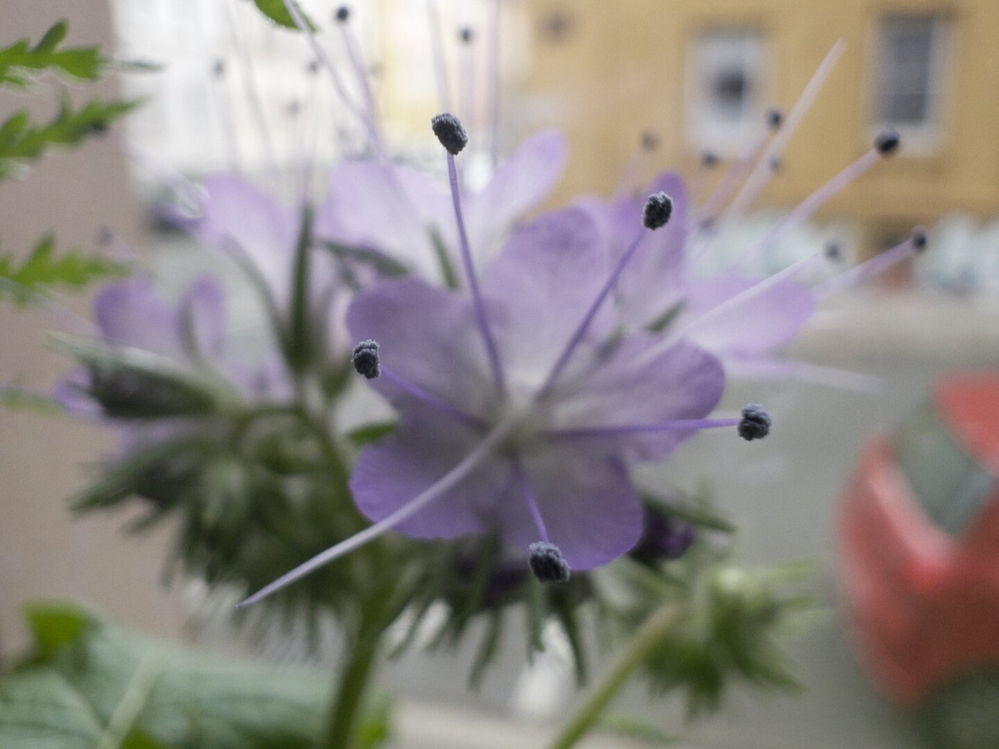 Macro photo of a Purple flower