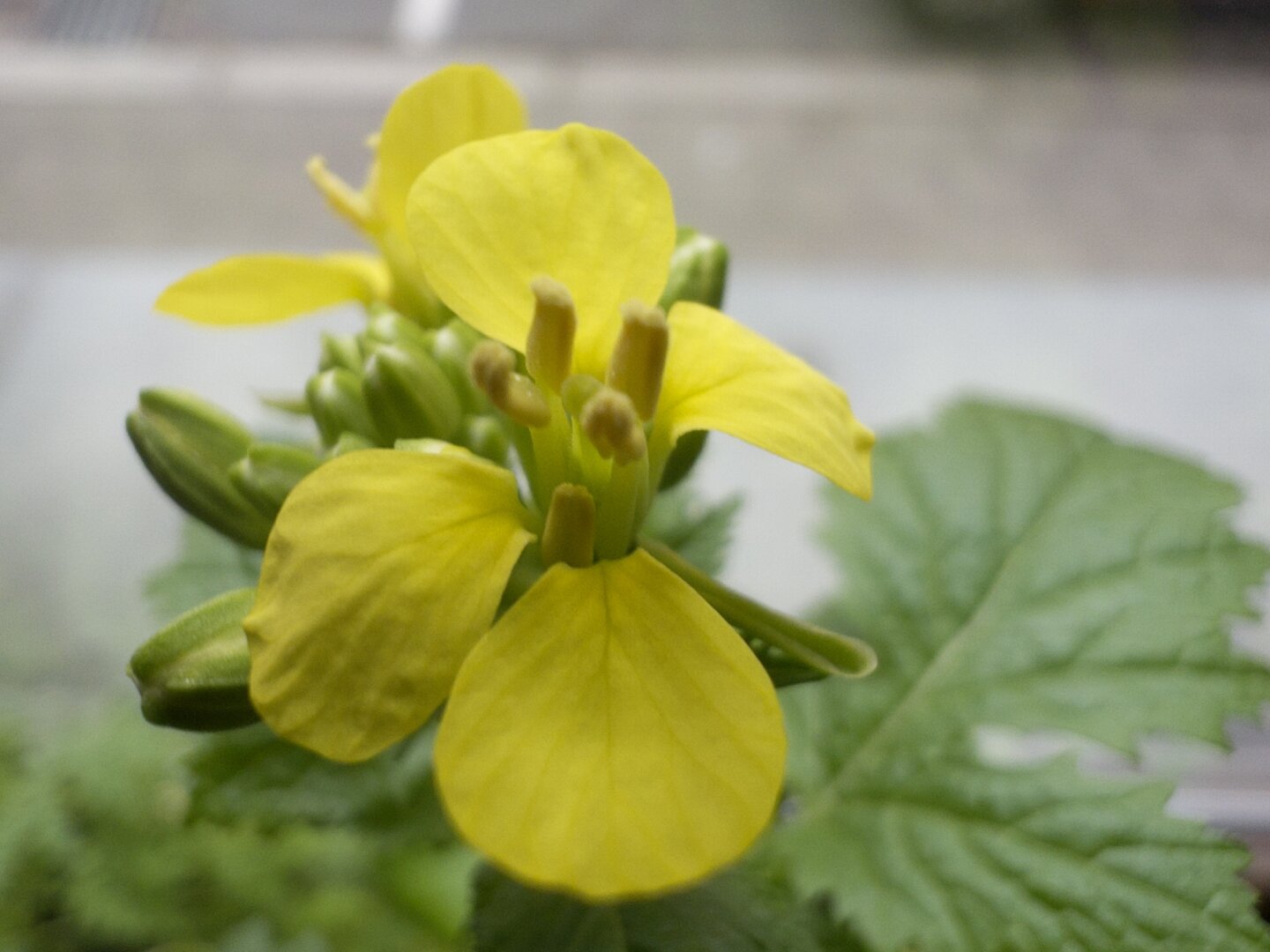 Yellow flower in macro mode