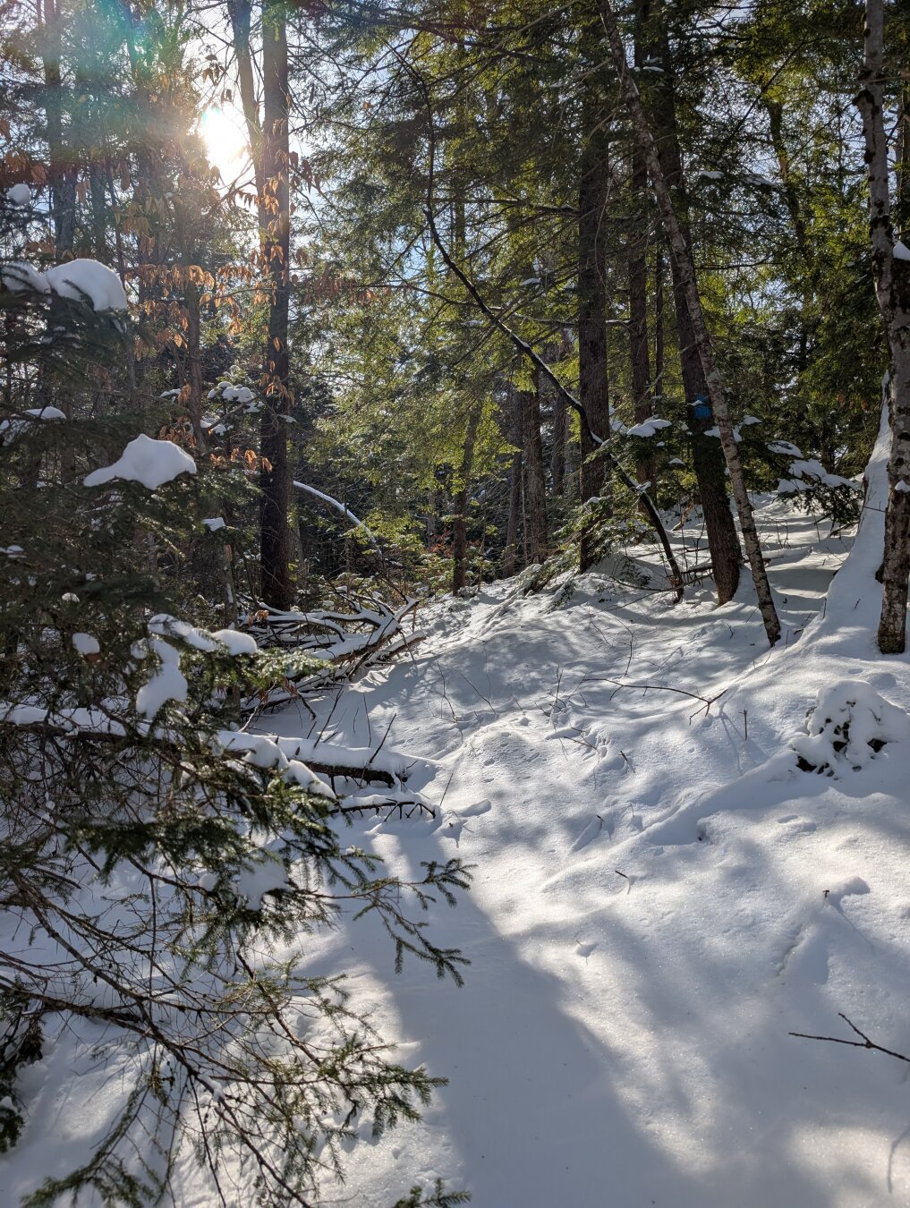 Dappled sunlight through trees in snowy woods