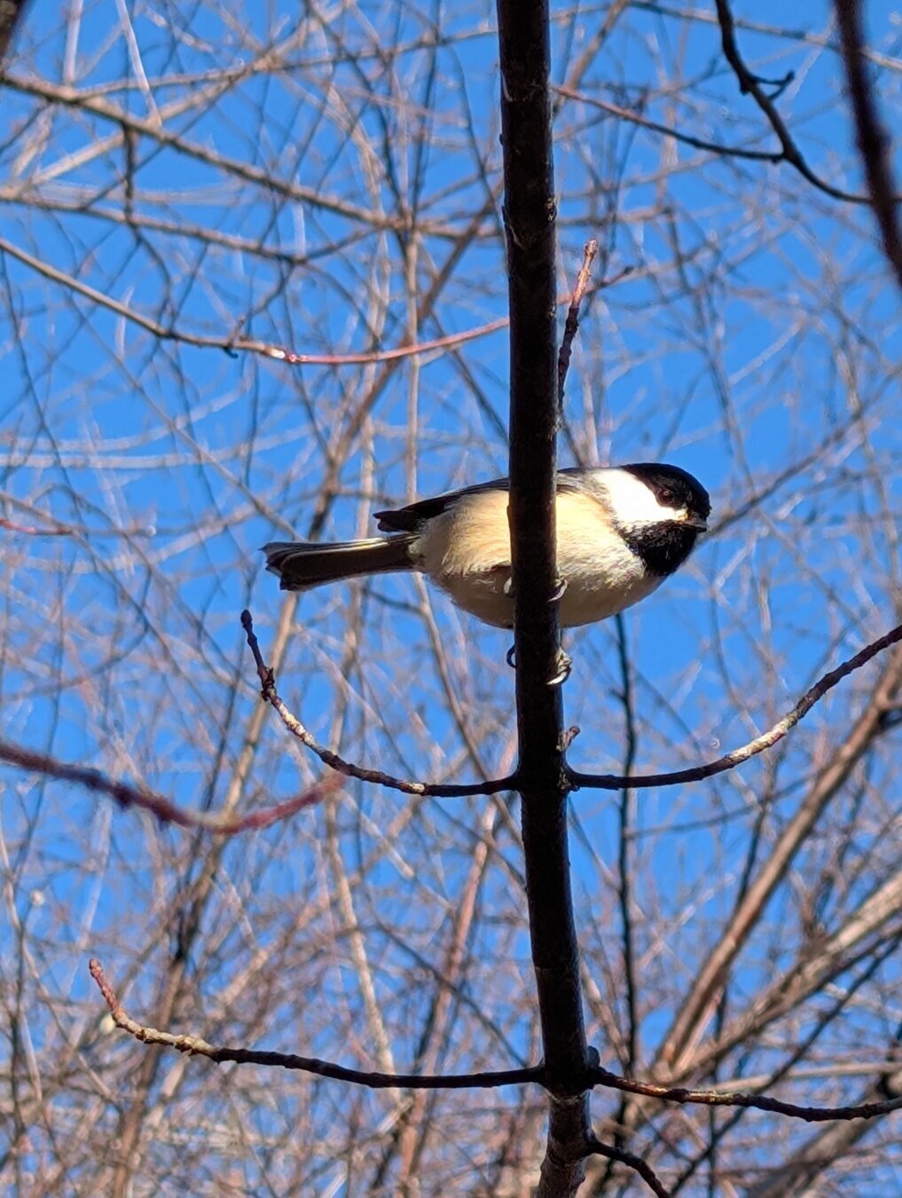 A black capped chickadee on a small tree branch against a blue sky