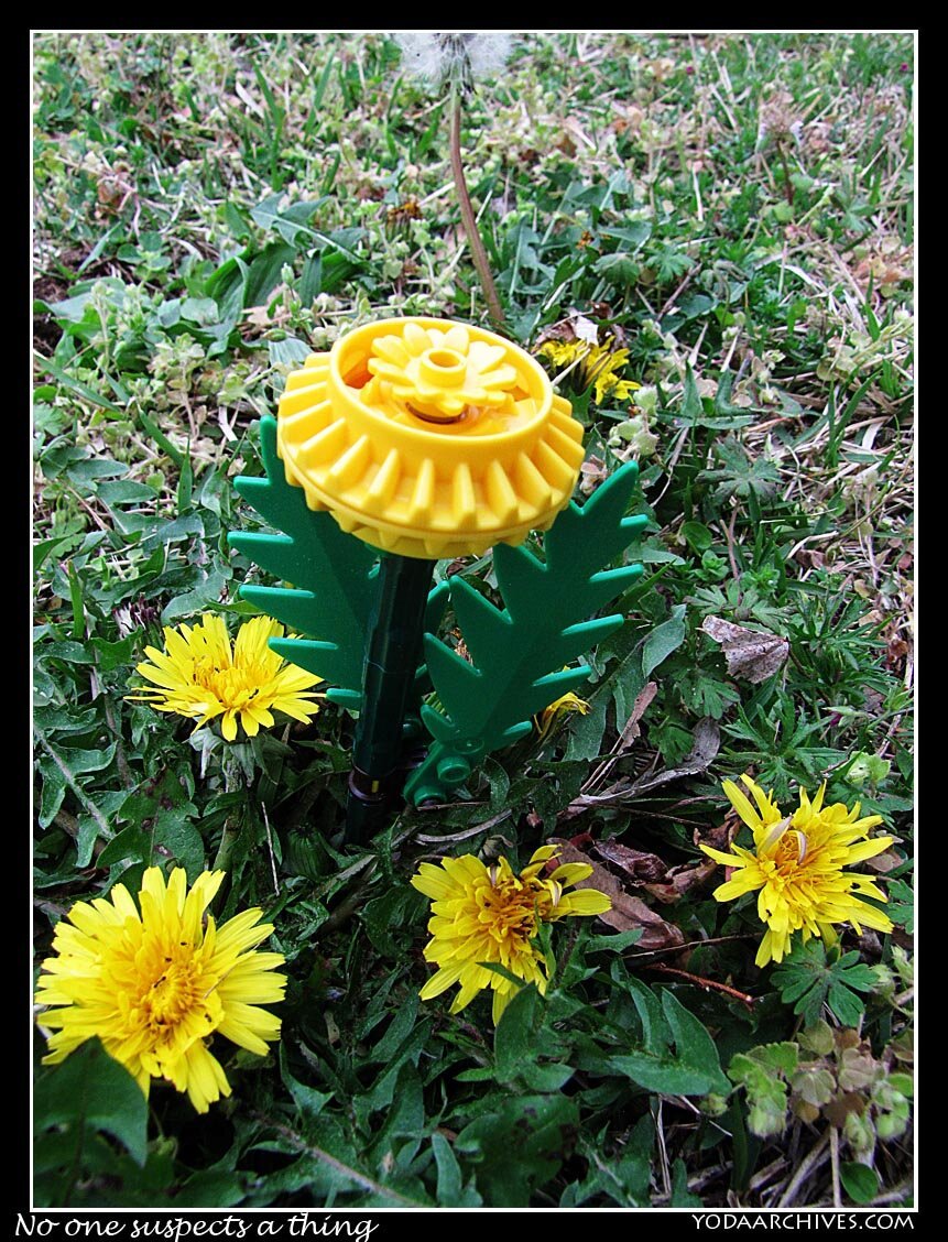 Brick built lego dandelions in a clump of real dandelions.