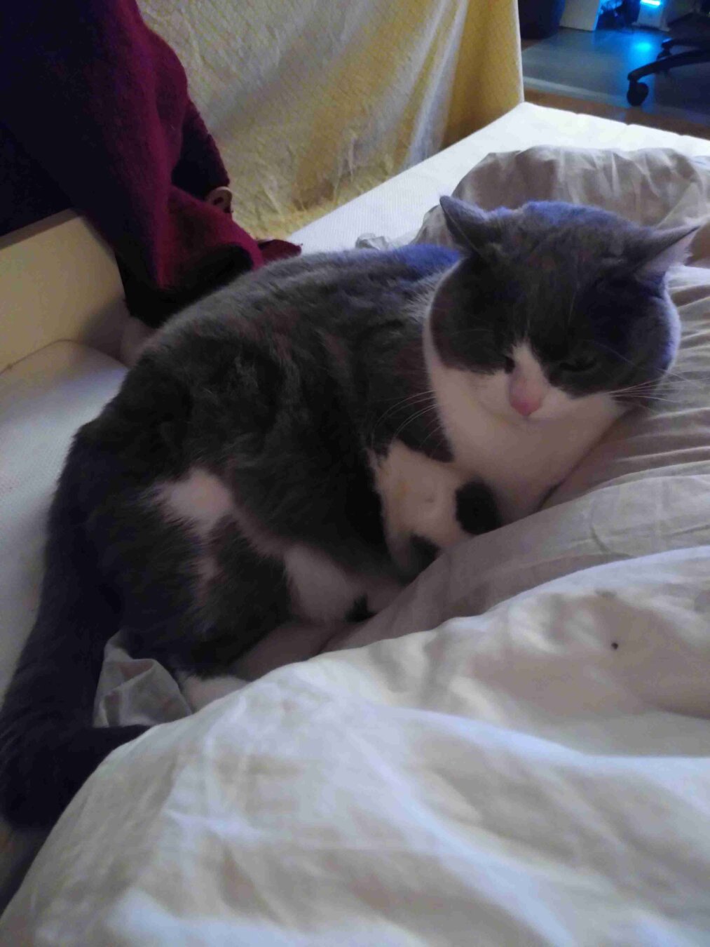 Photo of my cat Bergamote (grey and white), lying down against my leg under a cover, looking sleepy.