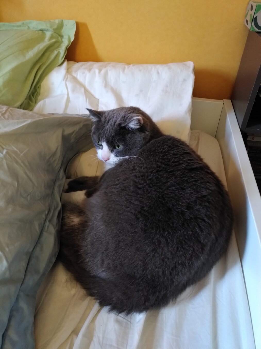 Picture of my cat Bergamote (white and grey) lying on a white blanket.