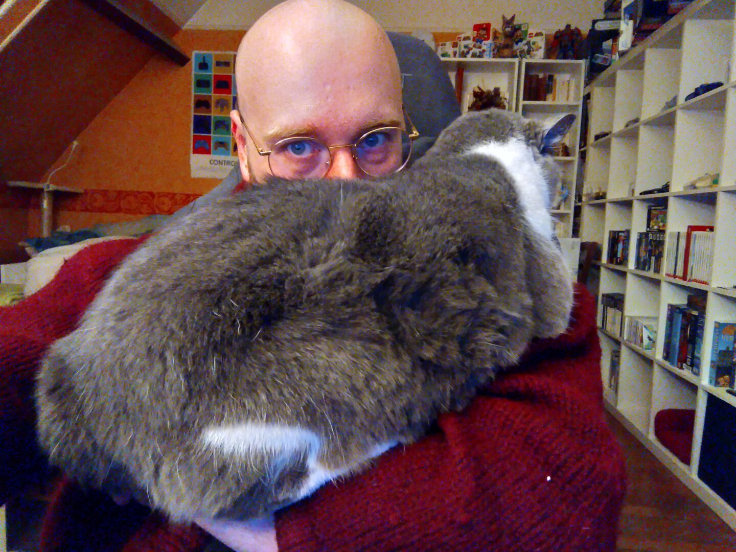 Selfie of myself (white, bald, blue eyes, glasses), with my mouth entirely hidden by my cat Bergamote (grey and white), lying across my shoulders just before me.