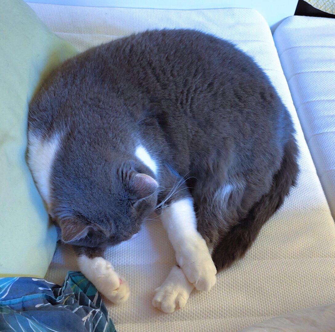 Pictures of my cat Bergamote (grey and white) from above. She is on a white mattress, in a shape of a croissant with the front legs stretched