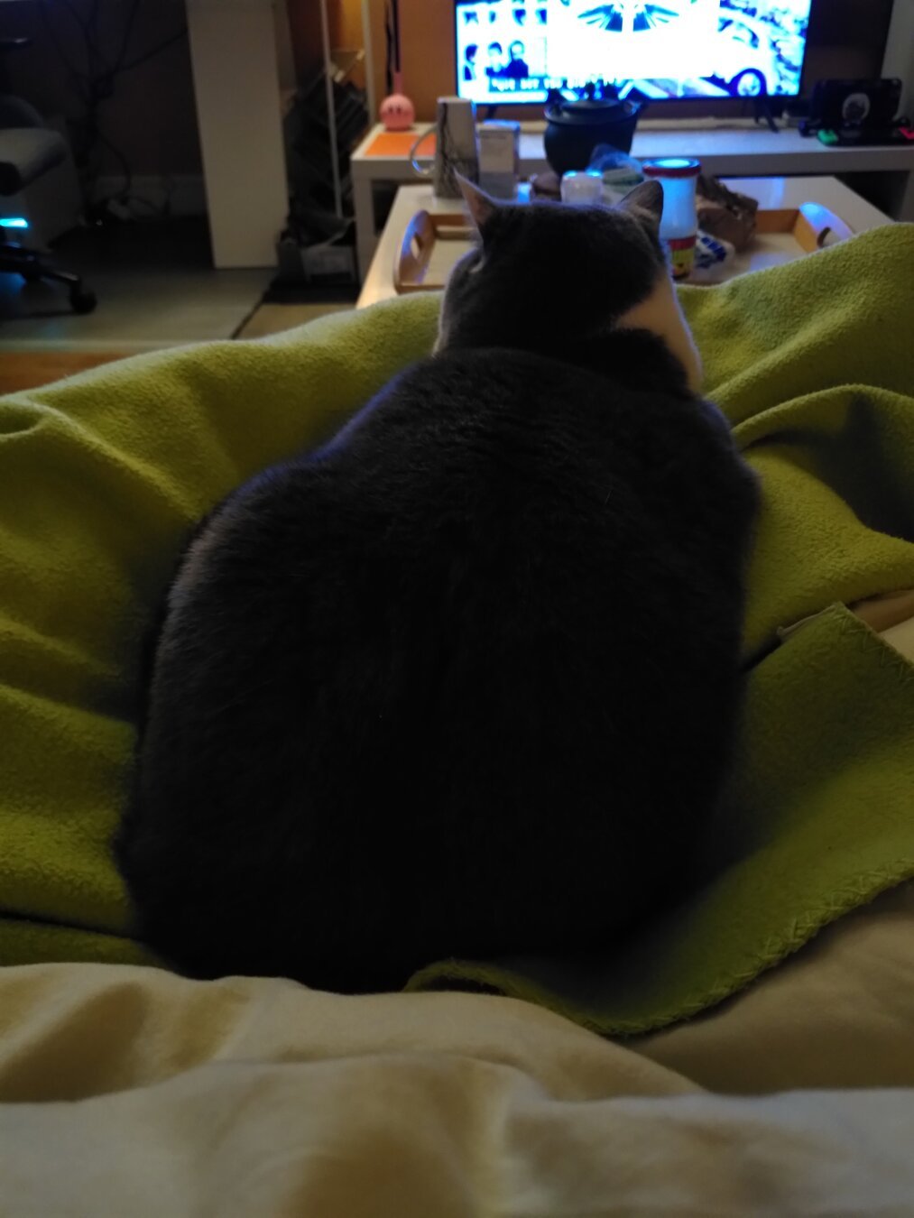 Picture of my cat Bergamote, lying down between my legs under a cover. We are watching TV on the background.