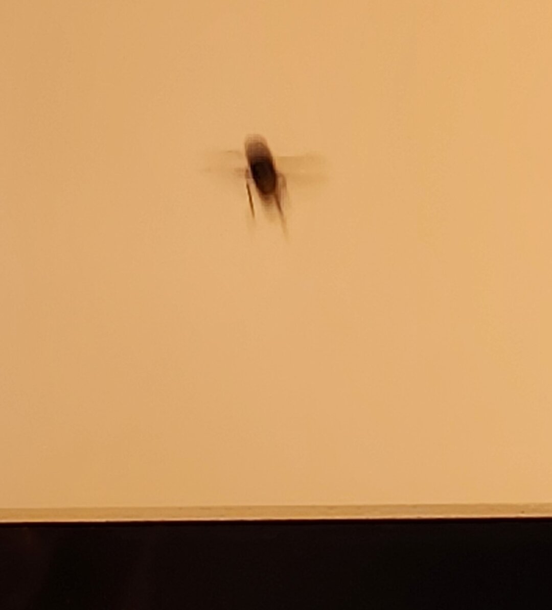 Blurry image of the same fly after take off