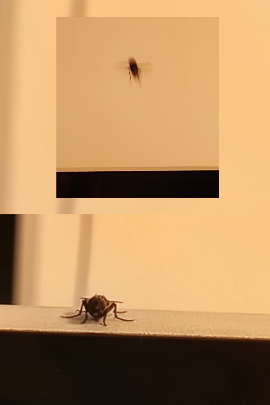 Collage of the previous two pictures