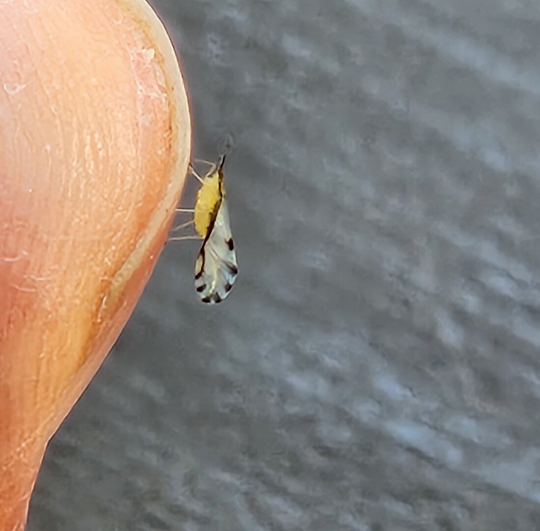 Side view of a small insect standing on a human finger