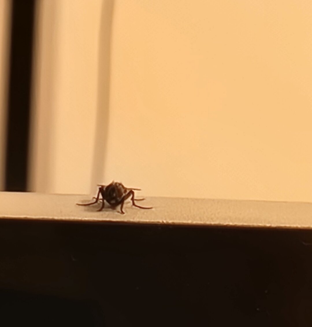 Fly facing to the camera, ready to take off