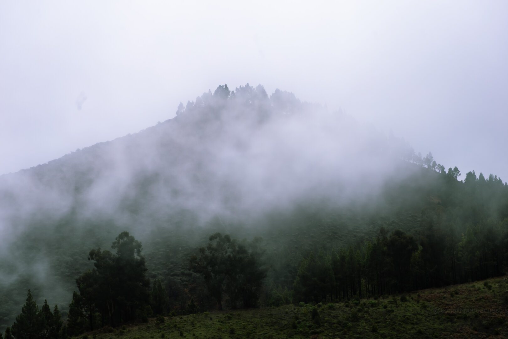 Photograph of some mountains in Gran Canaria, a dense fog covers them and several pine trees can be seen around.

Photography, nature, landscape, landscape photography, mist, mountain, canary islands, gran canaria, pines, vegetation.