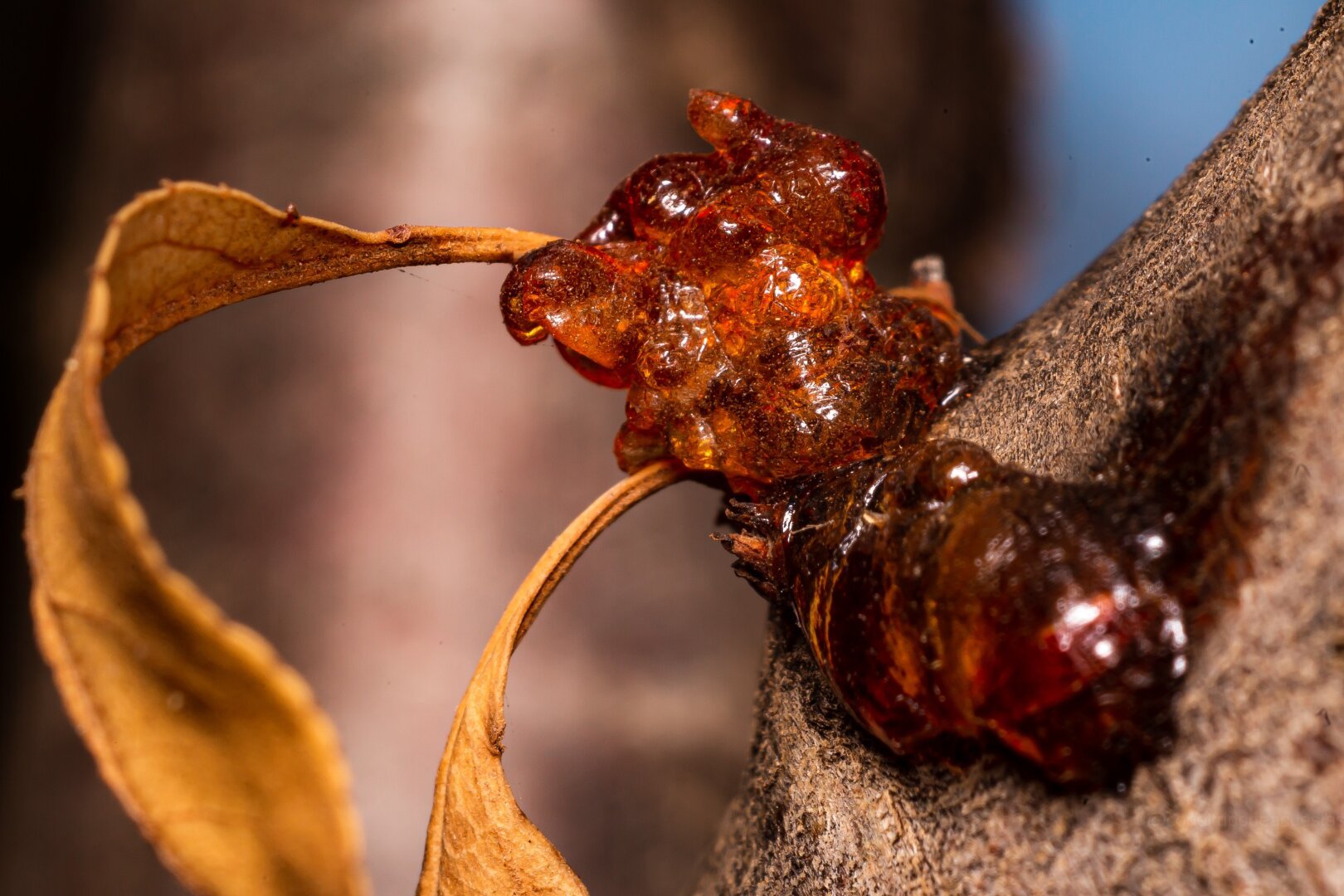Macro photograph of a resin bubble on a tree branch.

Photography, macro, macro, macro photography, resin, nature, nature photography, tree, canon, yashica, 100mm