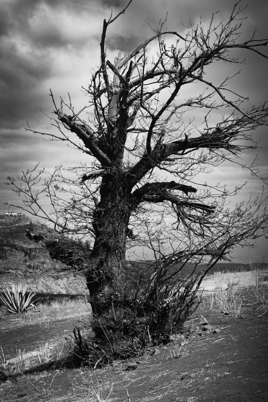 Vertical black and white photograph of an old dead tree, it has many branches and no leaves, the sky is cloudy and in the background you can distinguish a mountain.

Photography, nature, nature photography, nature photography, tree, vegetation, black and white, 50mm, pentax, canon, landscape, landscape photography.