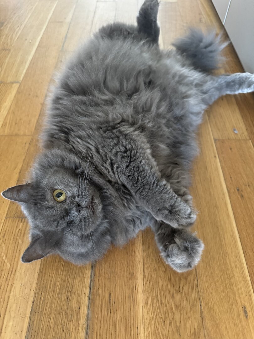 Cat laying on the ground showing her belly