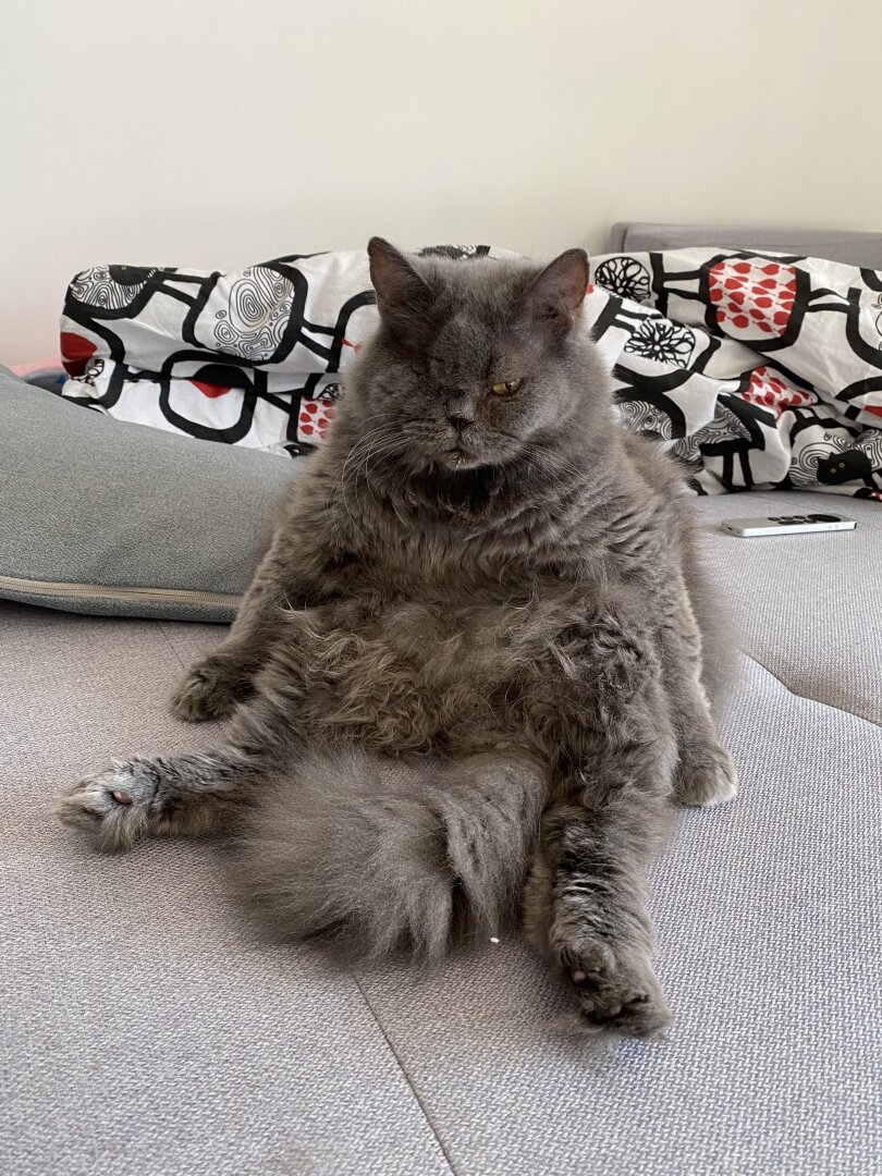 Cat sitting on a couch. A blanket in the background.