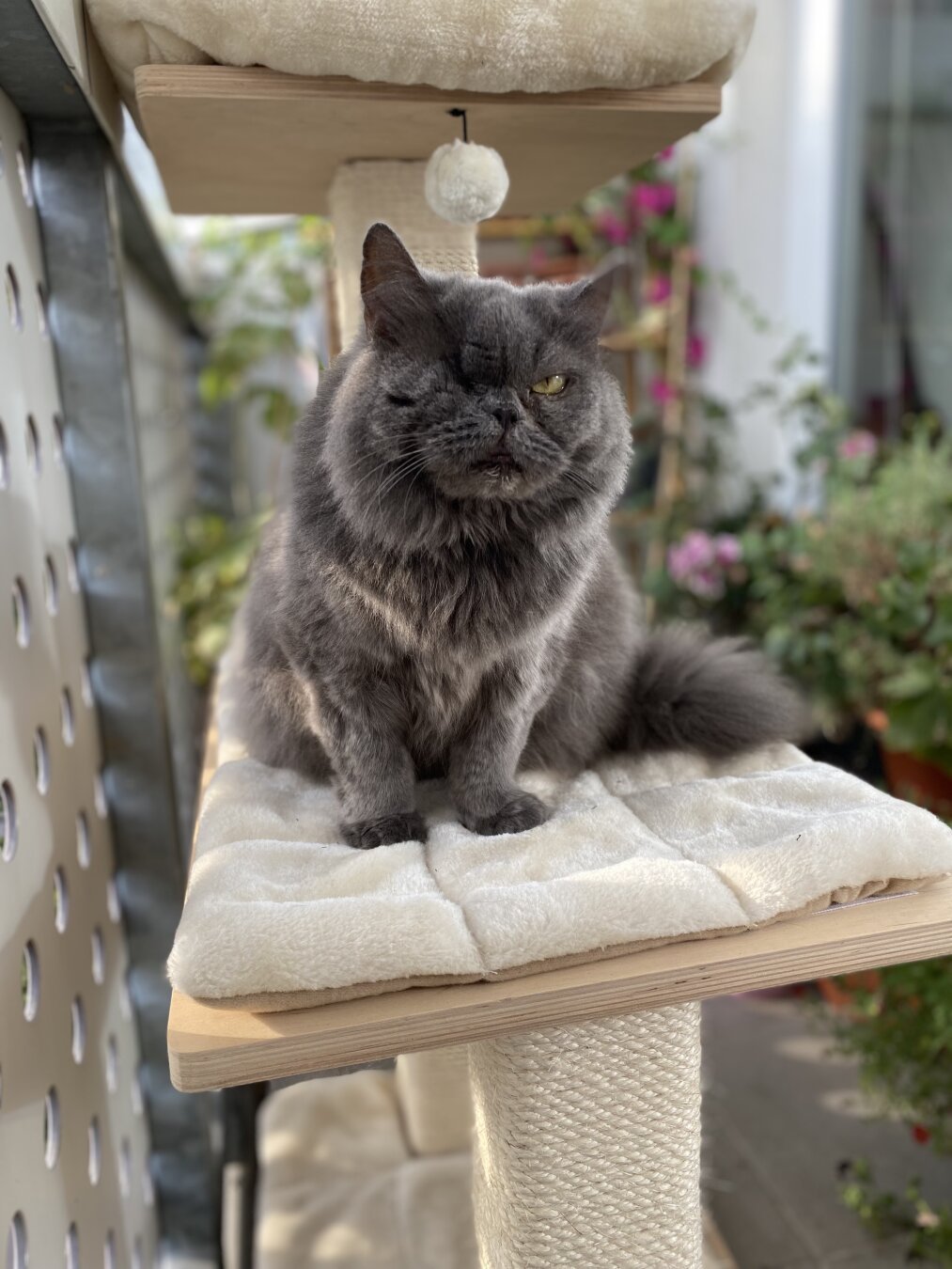 Grey cat, behind her flowers