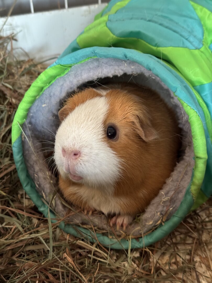 A guinea pig in a tunnel