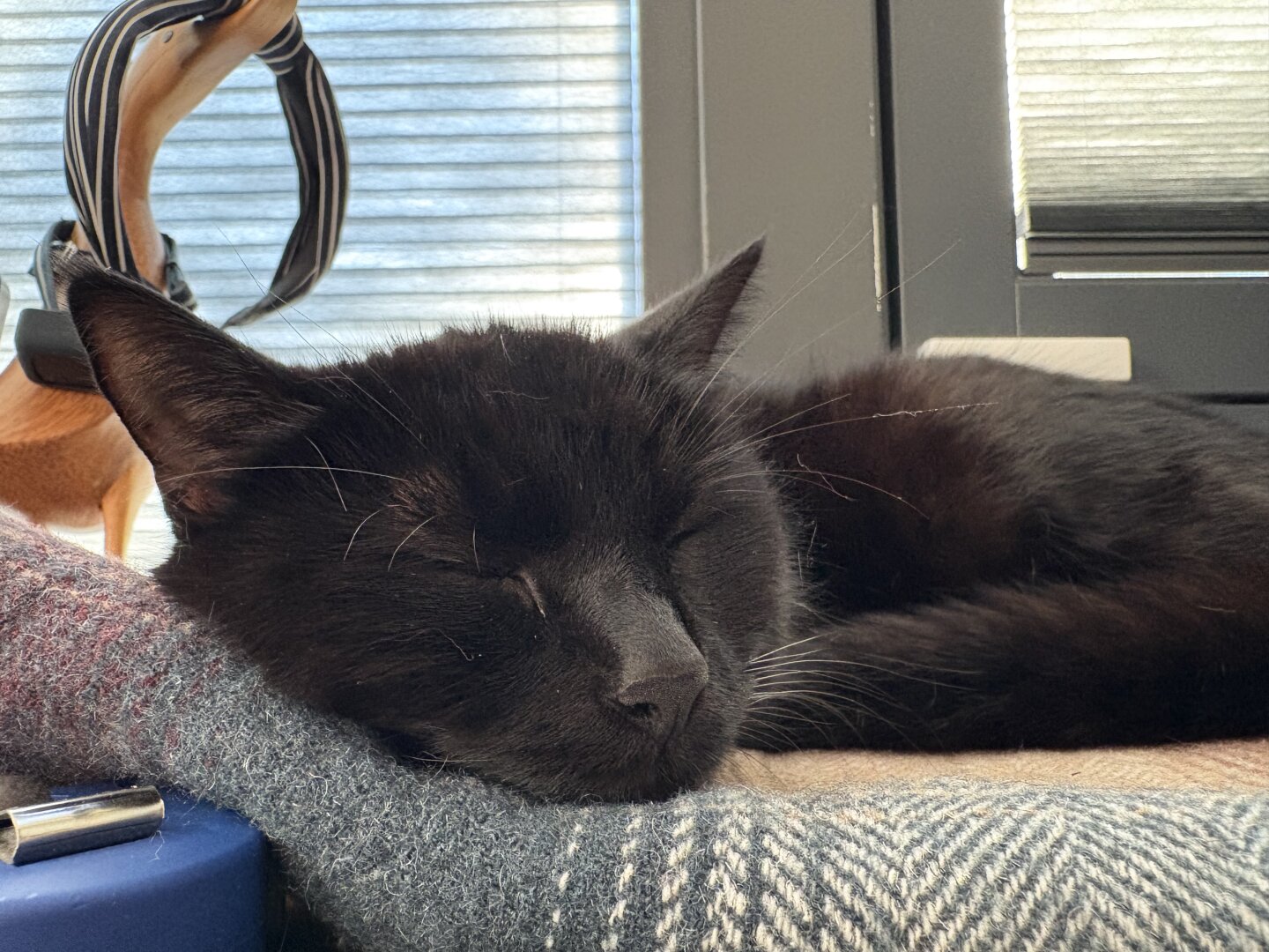 Black cat sleeping on a woolen blanket. It’s mostly her head and some of her bottom half that is showing as the photo is taken on a lower angle. (Behind her is a wooden duck with a blue-white stripy headband).