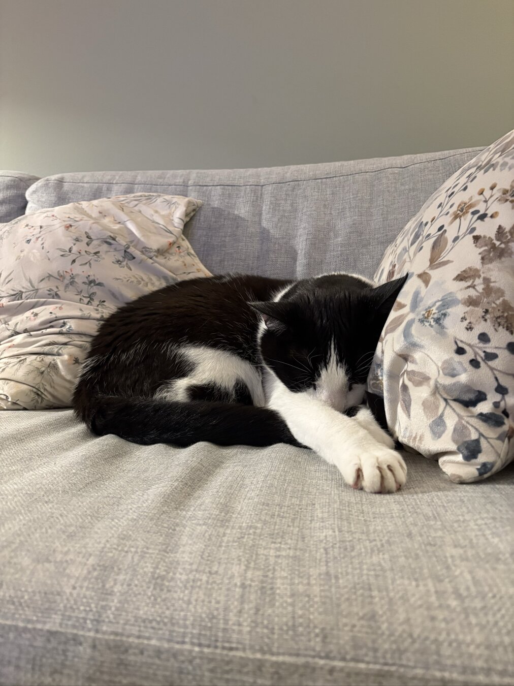 Black and white car sleeping on a grey couch between two pillows with flower patterns.