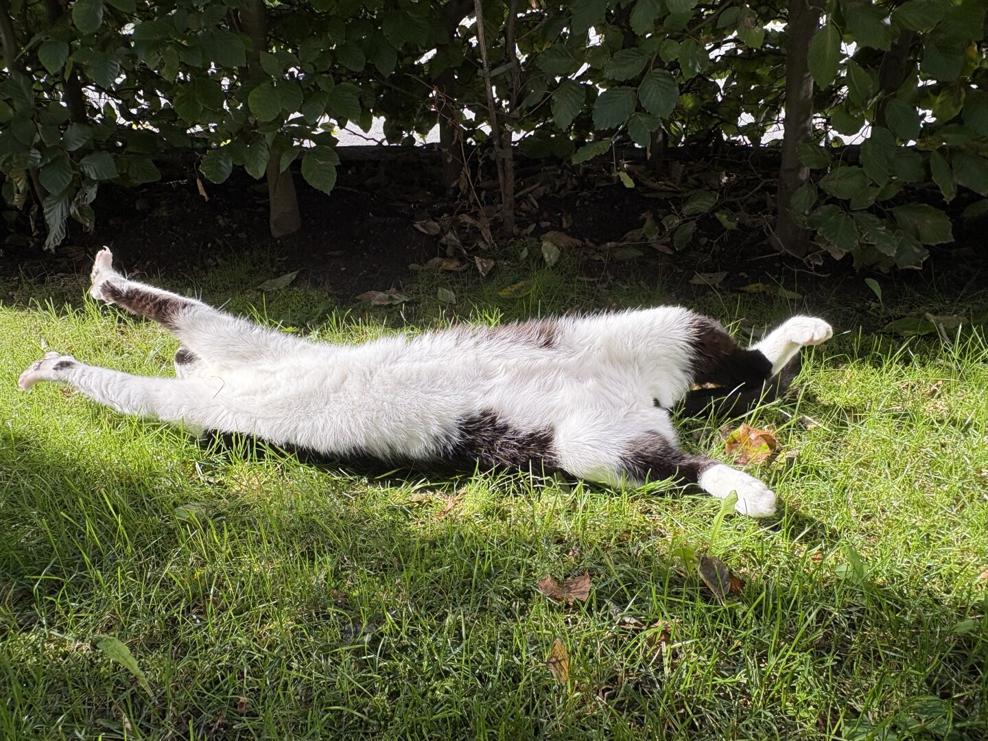 A black and white cat in the September sun stretching on the grass and praising the sun.