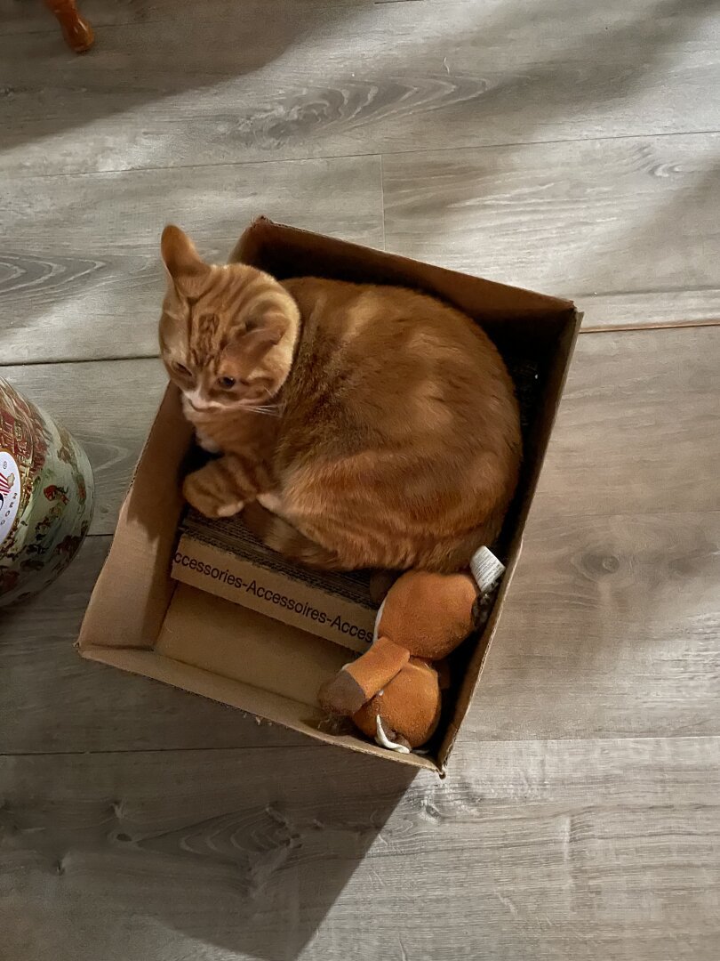 Toulouse in Thomas’ box with Thomas’ fox.