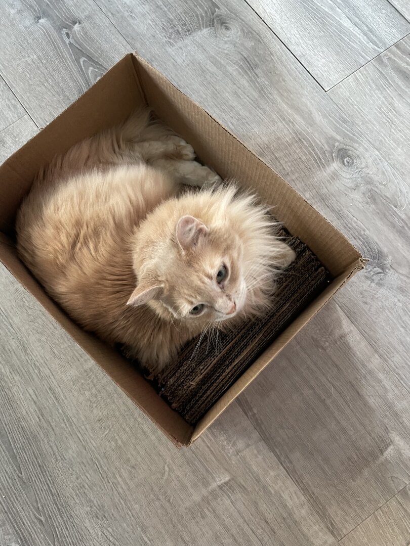 Cat in the box.