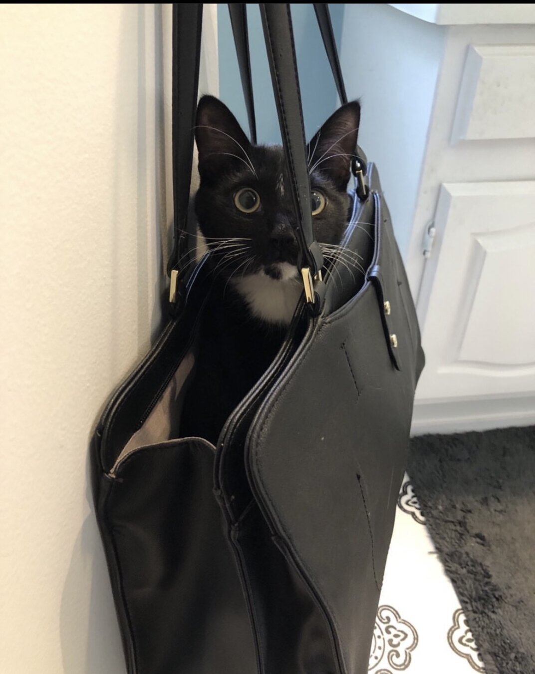 Sylvester thinks he is joining me at work.