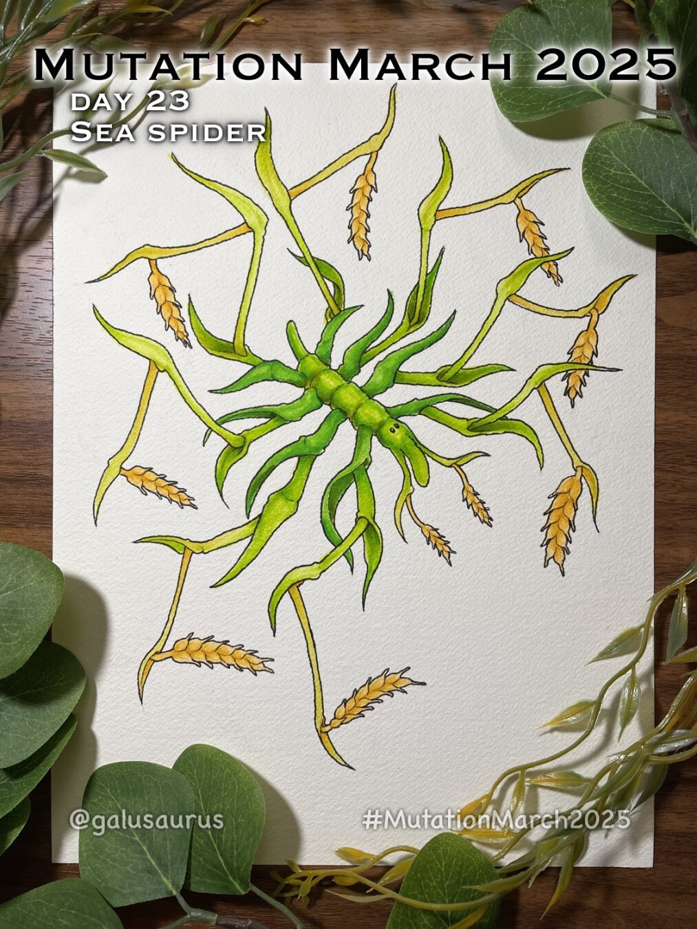 "Mutation March 2025, day 23 - sea spider." Marker drawing of a whimsical sea spider, but it is made of wheat. The body and limbs are green, with each leg ending in a spike of wheat.