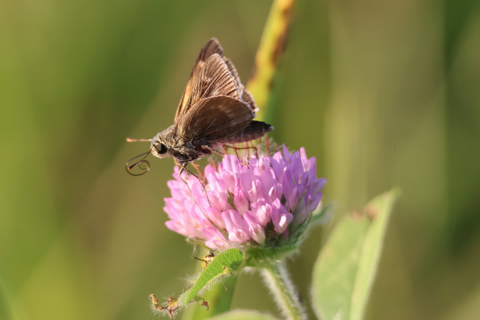 A photo of a moth on a purple wildflower.