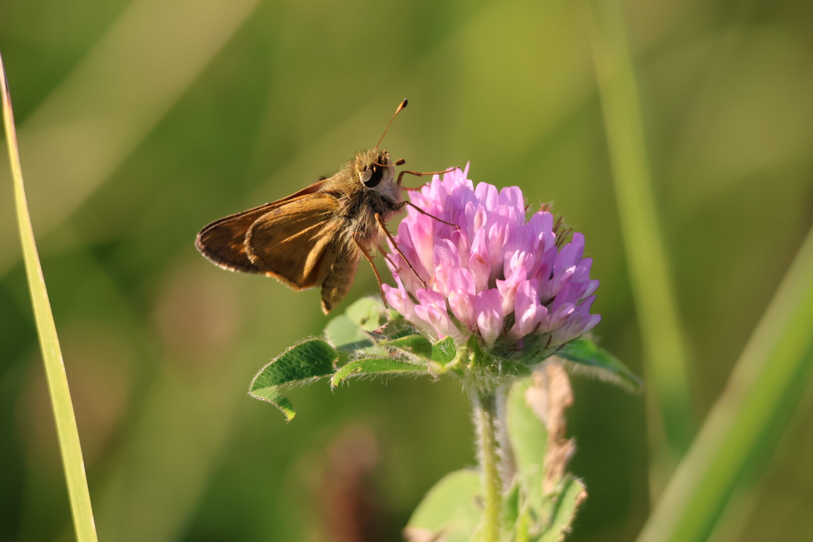 A photo of a moth on a purple wildflower.