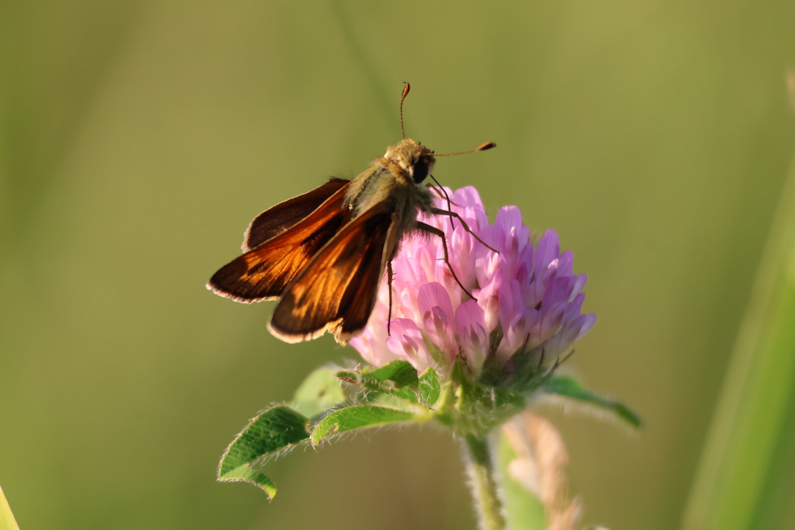 A photo of a moth on a purple wildflower.
