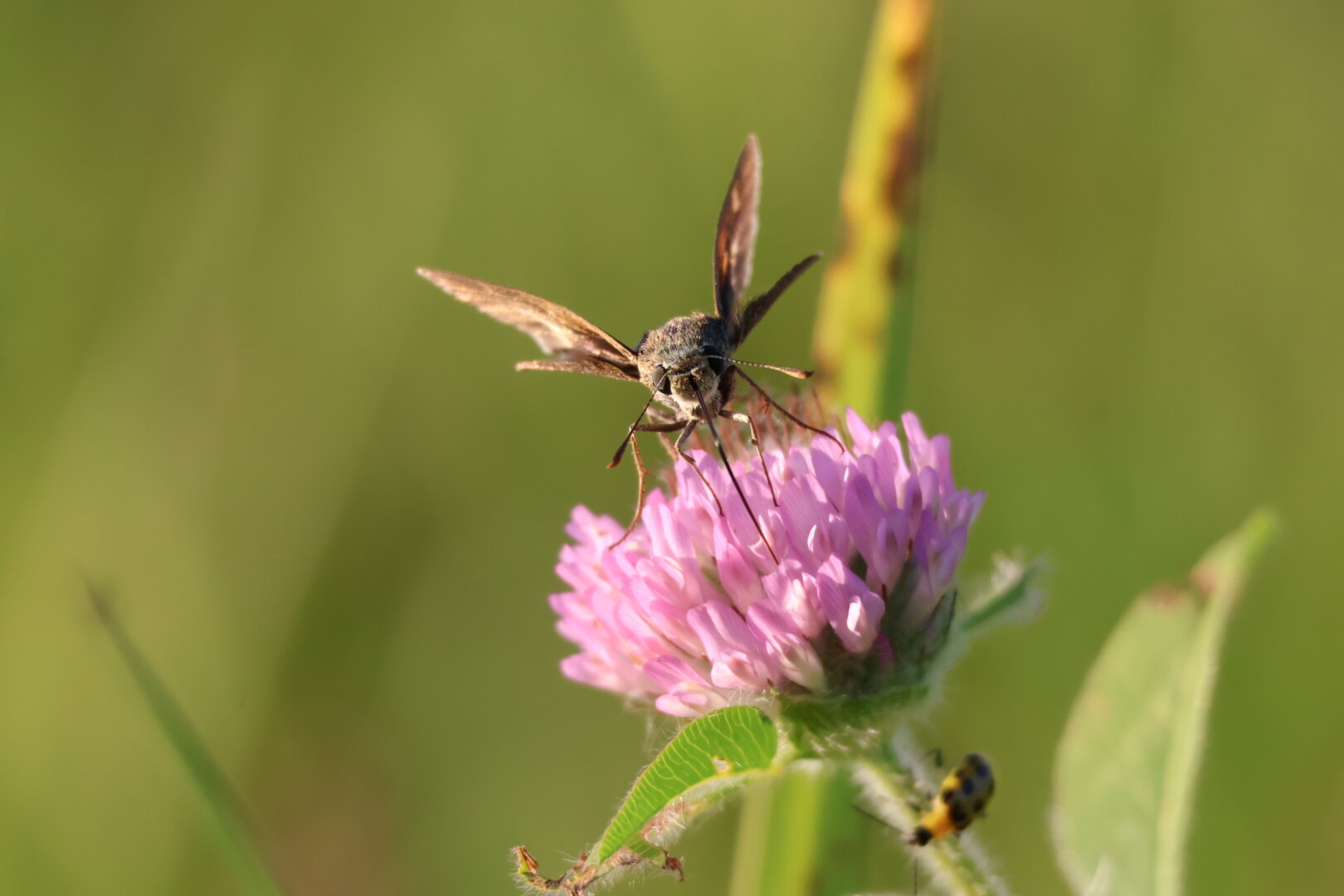 A photo of a moth on a purple wildflower.