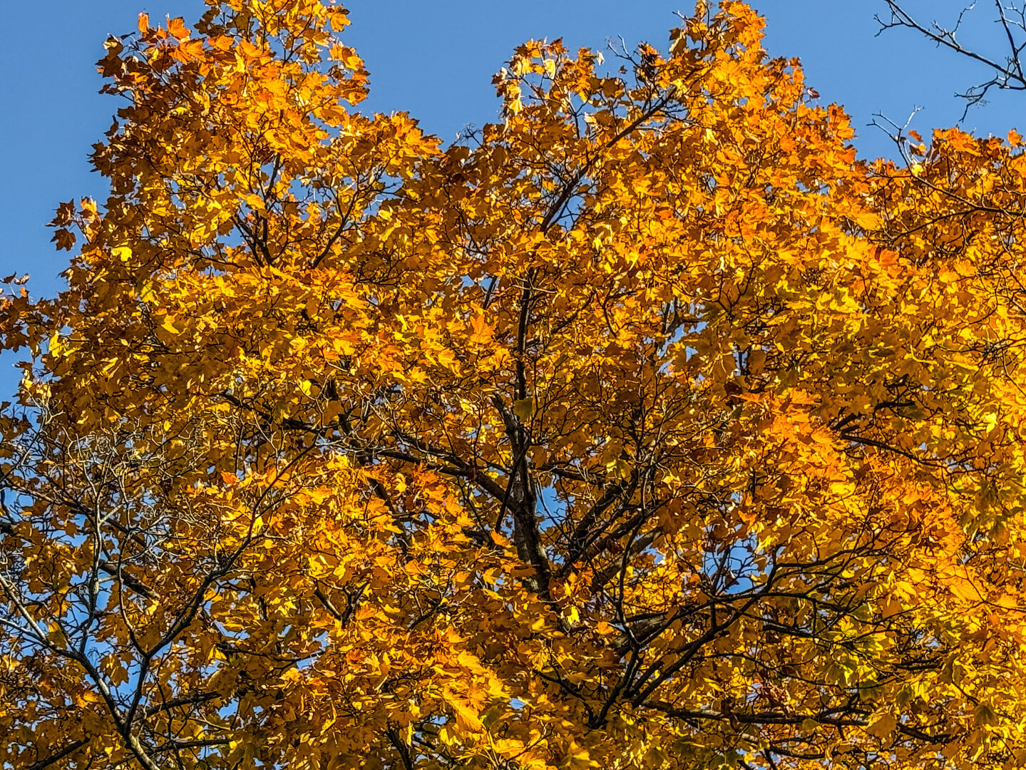 Vibrant yellow and orange leaves fill the branches of a tree against a clear blue sky, showcasing the beauty of autumn.