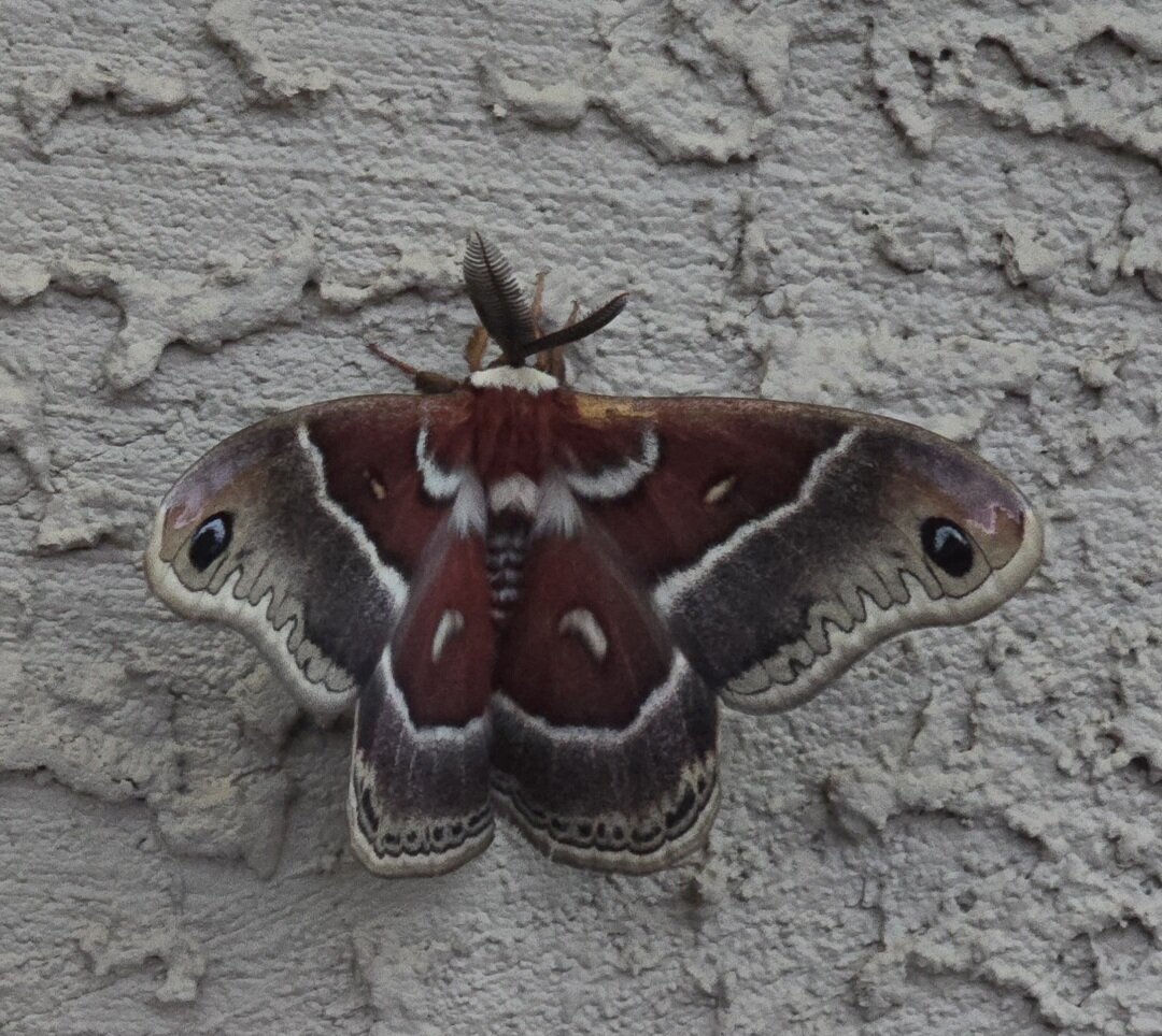 Moth on white textured wall