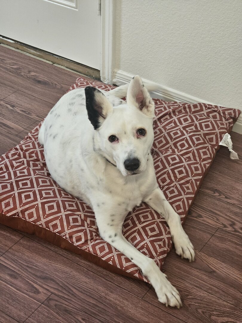 A medium-sized white dog with black spots and pointed ears on a dog bed