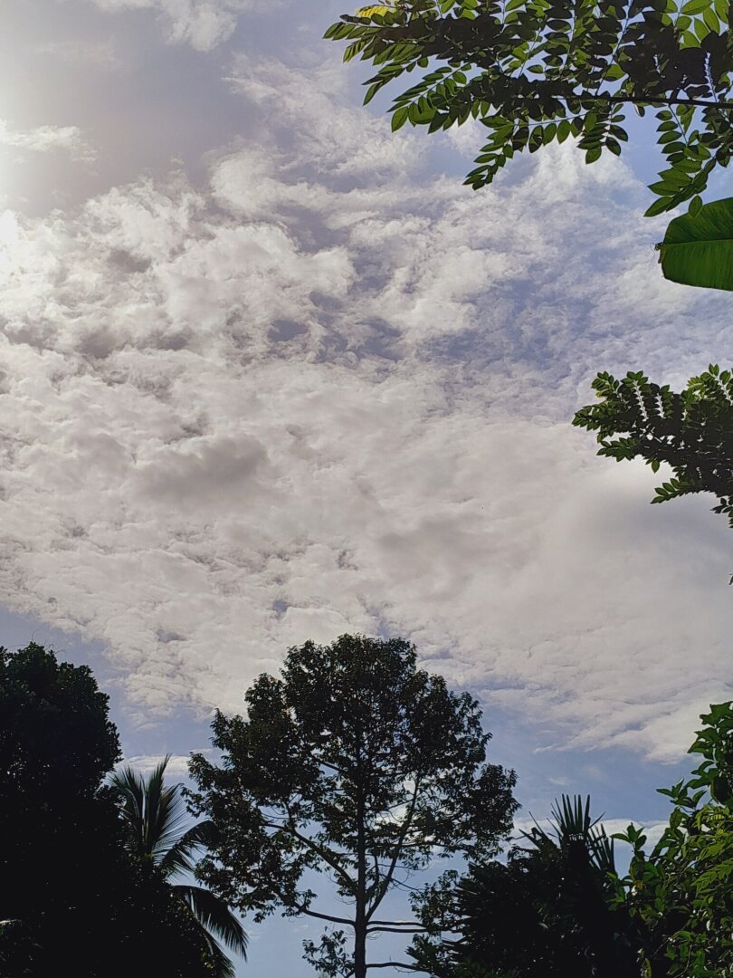 A scenic view of the sky with scattered white clouds, framed by the silhouettes of lush green trees, including palm leaves and other foliage. Sunlight filters through the top left corner, casting a soft glow.
